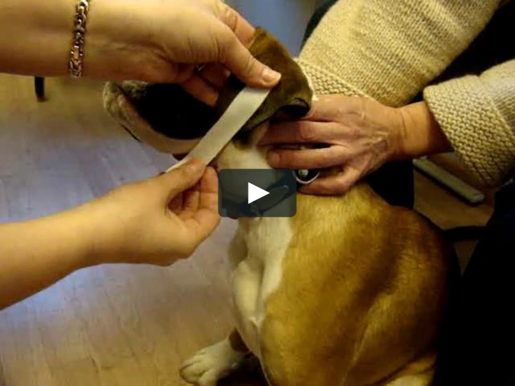 Лабрадор бежевый