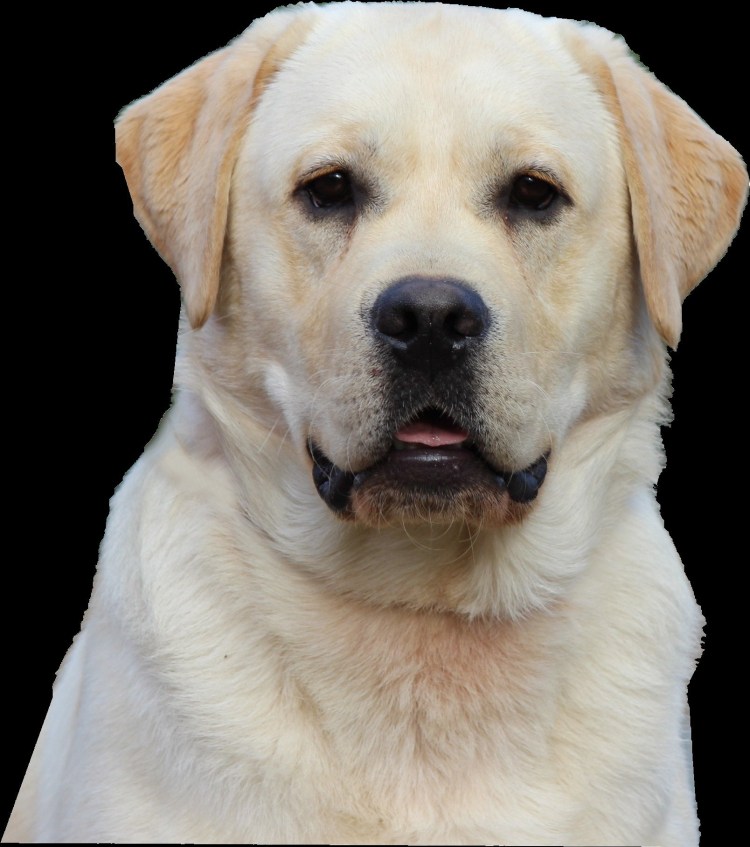 Ильхан лабрадор