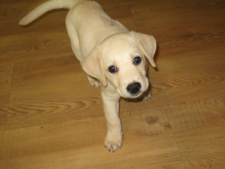 Джесси собака лабрадор