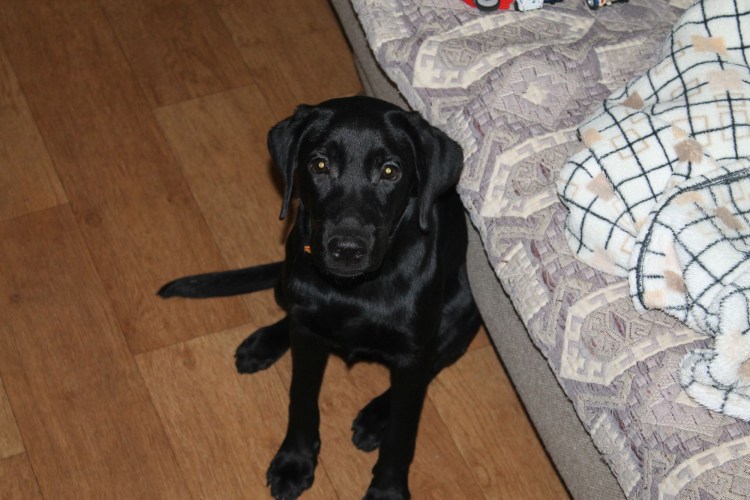 Метис лабрадора и ретривера