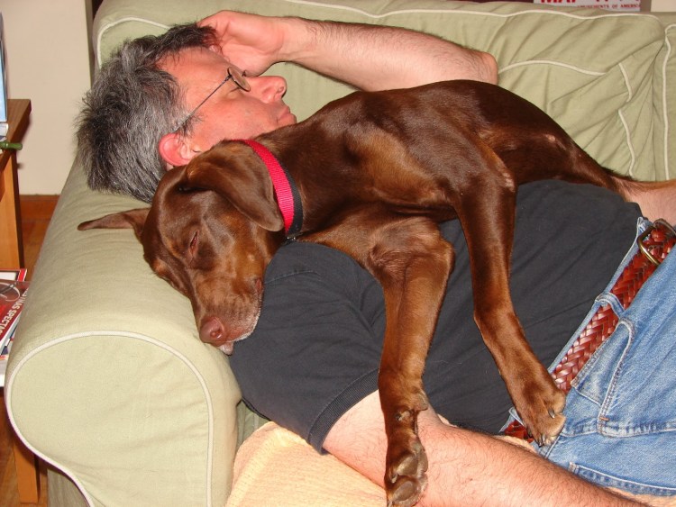 Купированный лабрадор