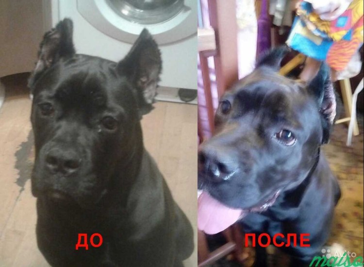 Чёрный Королевский немецкий дог