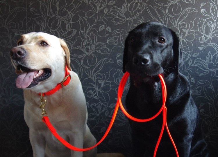 Собака до и после купирования ушей