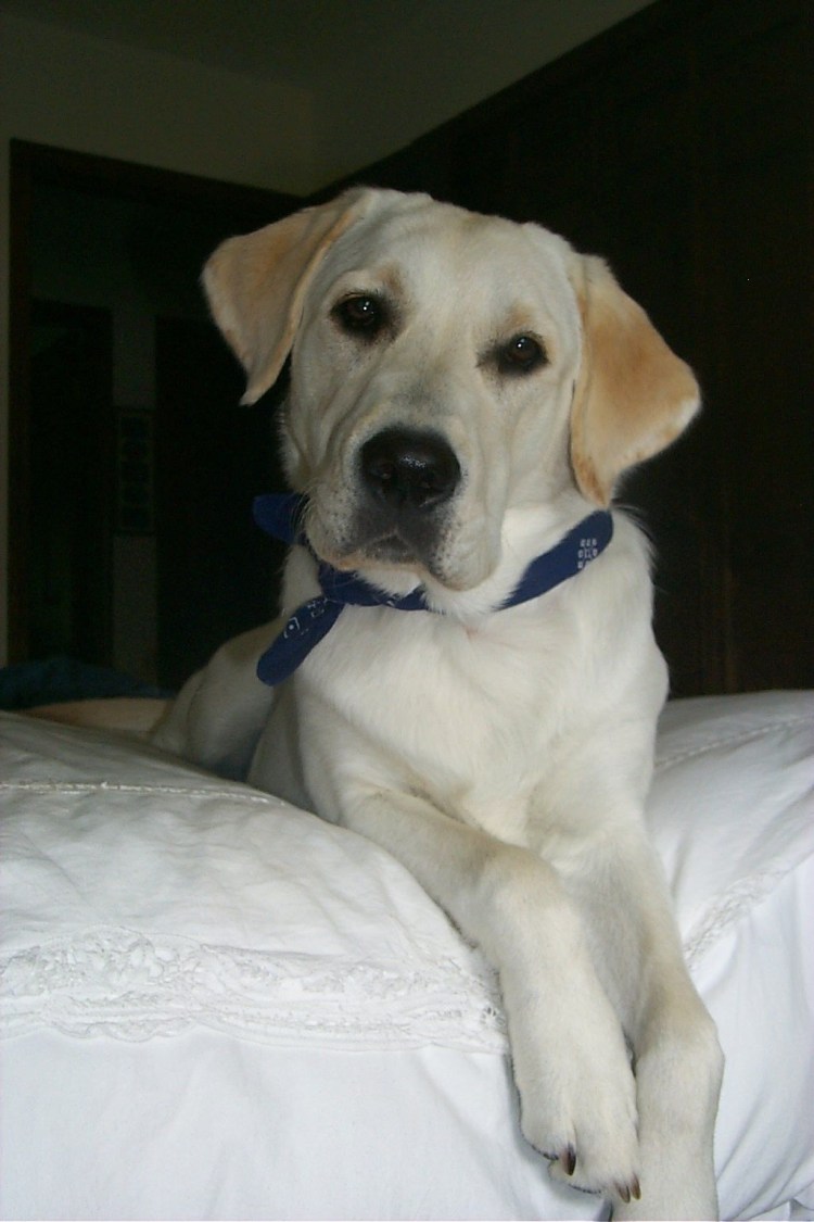 Залом ушей у лабрадора