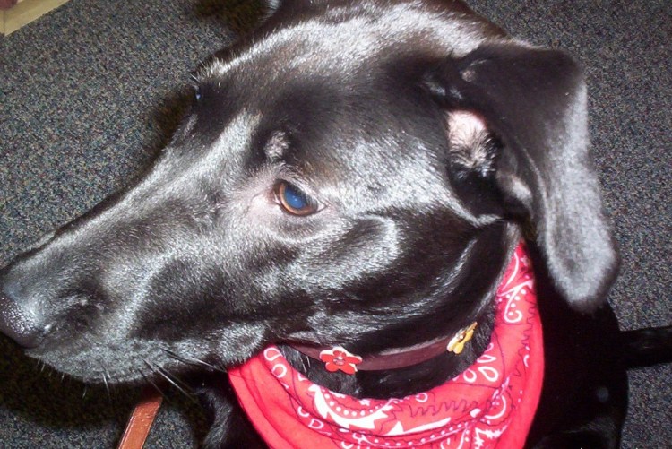 Строение лабрадора