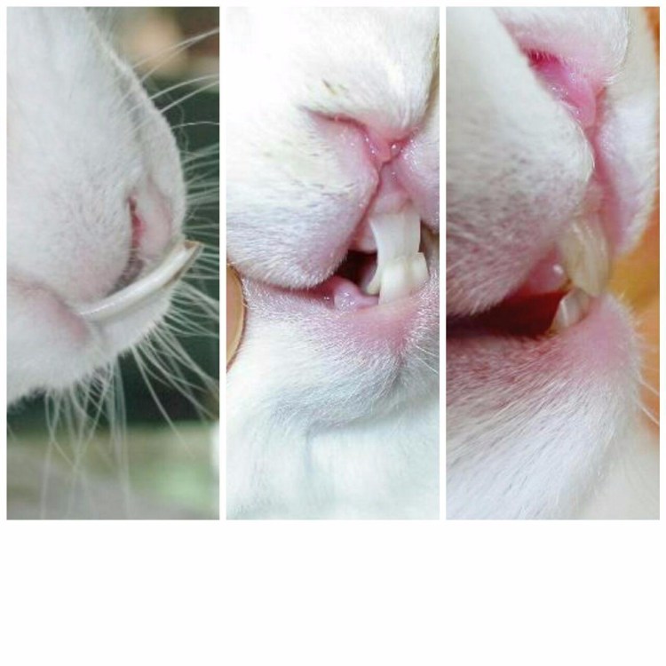 Ножницеобразный прикус