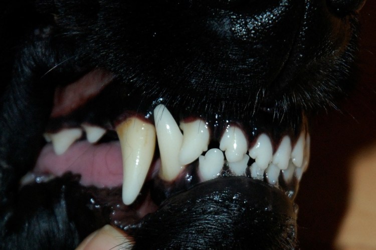 Ножницеобразный прикус у собак