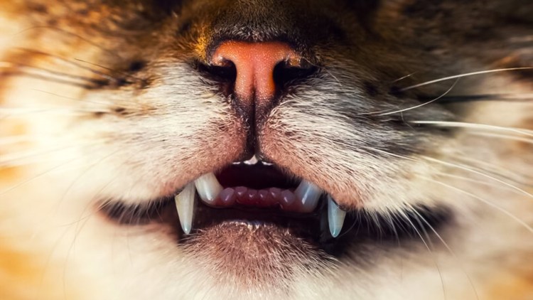 Фото зубов собаки на CDC