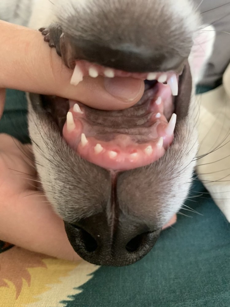 Прикус ножницеобразный Бигль