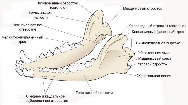 Дыхательная система кошки анатомия
