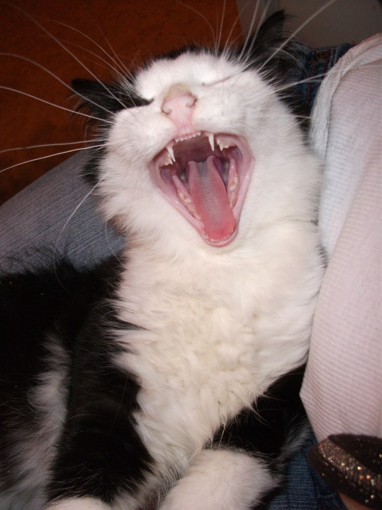 Кот с неправильным прикусом