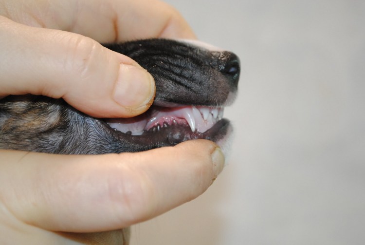 Кальцивироз (эозинофильная гранулема)