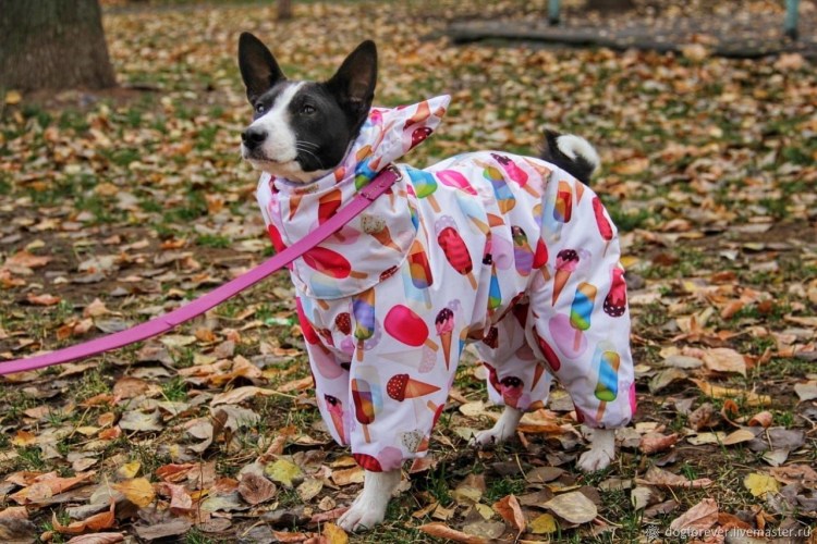 Like a Fox одежда для басенджи