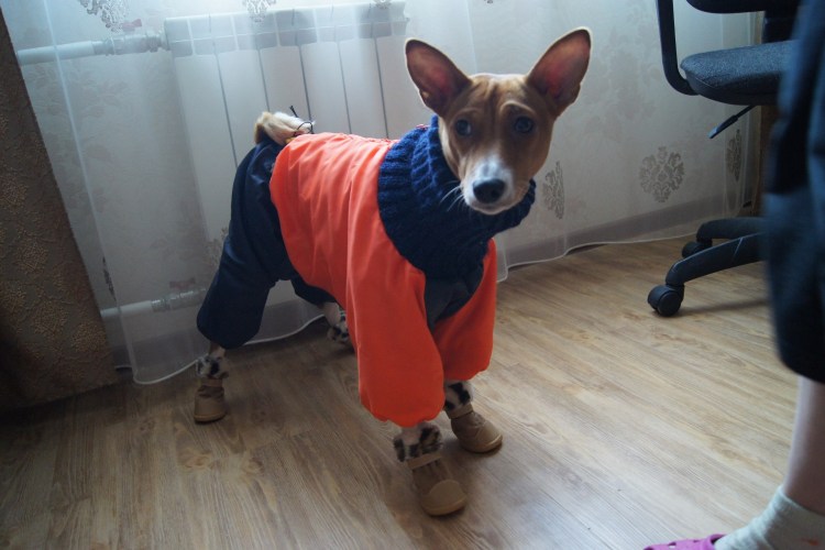 Like a Fox одежда для басенджи