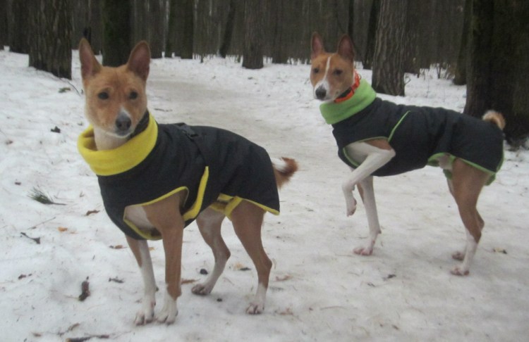 Тузик для басенджи