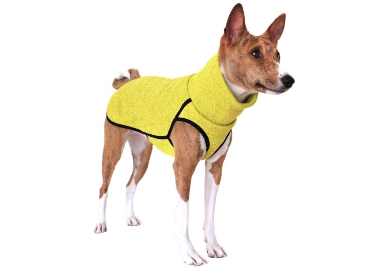 Лайк Фокс одежда для басенджи