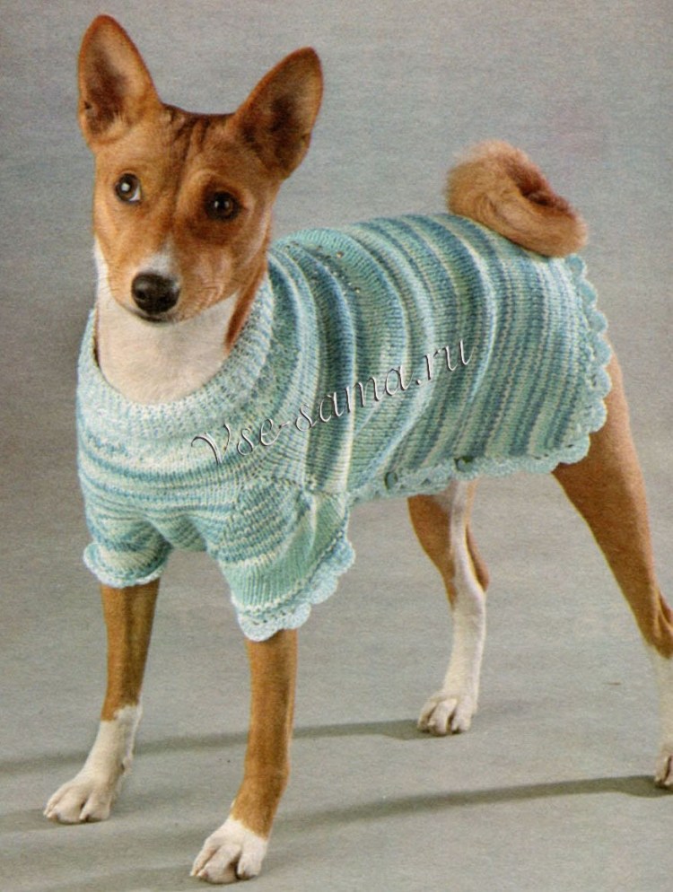 Басенджи Brindle with White