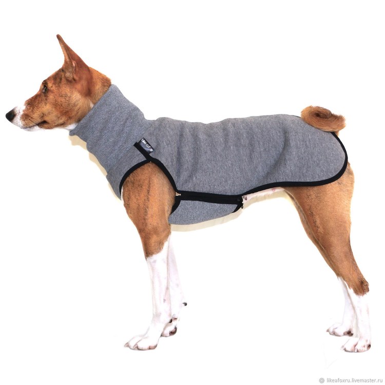 Лайк Фокс одежда для басенджи