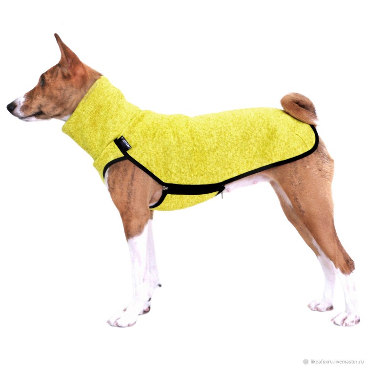 Лайк Фокс одежда для басенджи