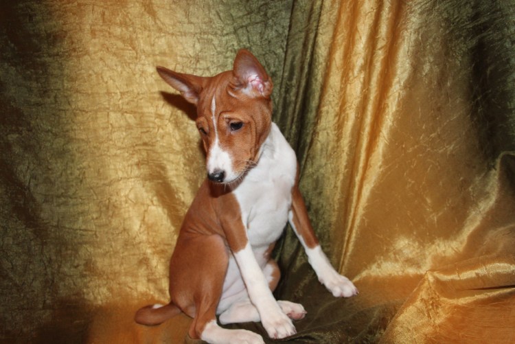 Шлейка для собак басенджи