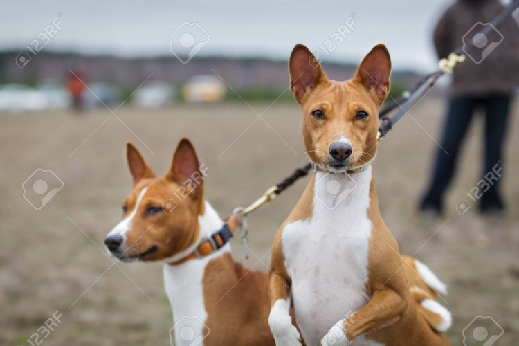 Басенджи Африканская нелающая серая