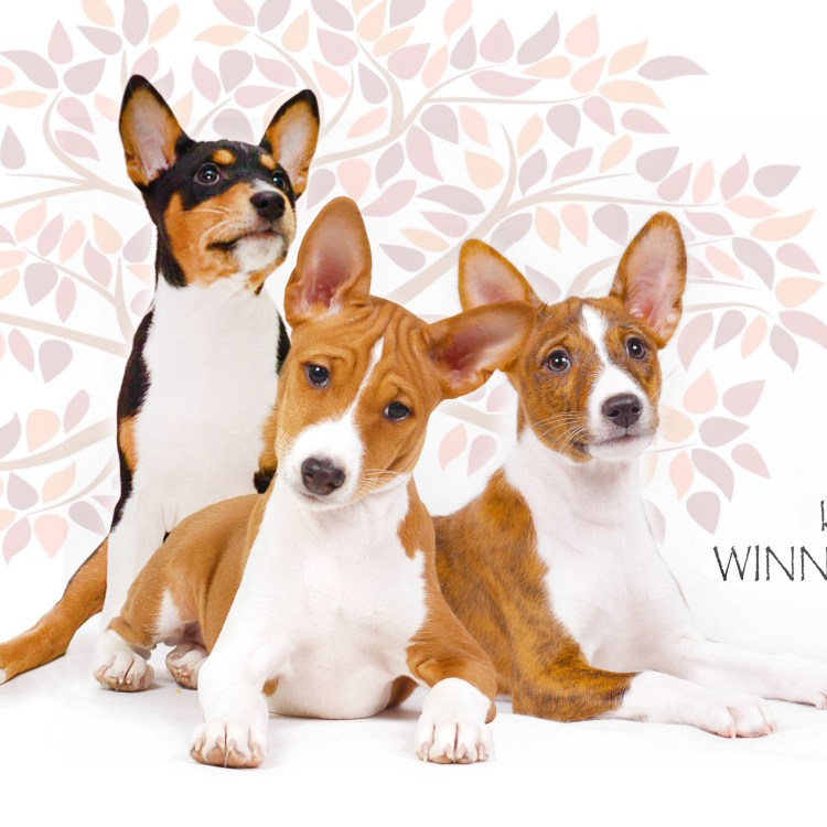 Комбинезон-дождевик "овчарка", 70см