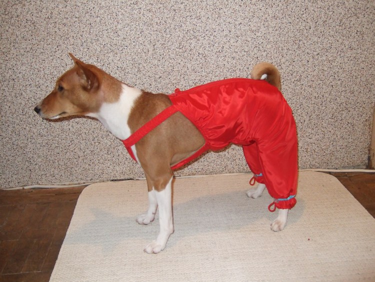 Выкройка одежды для собак басенджи