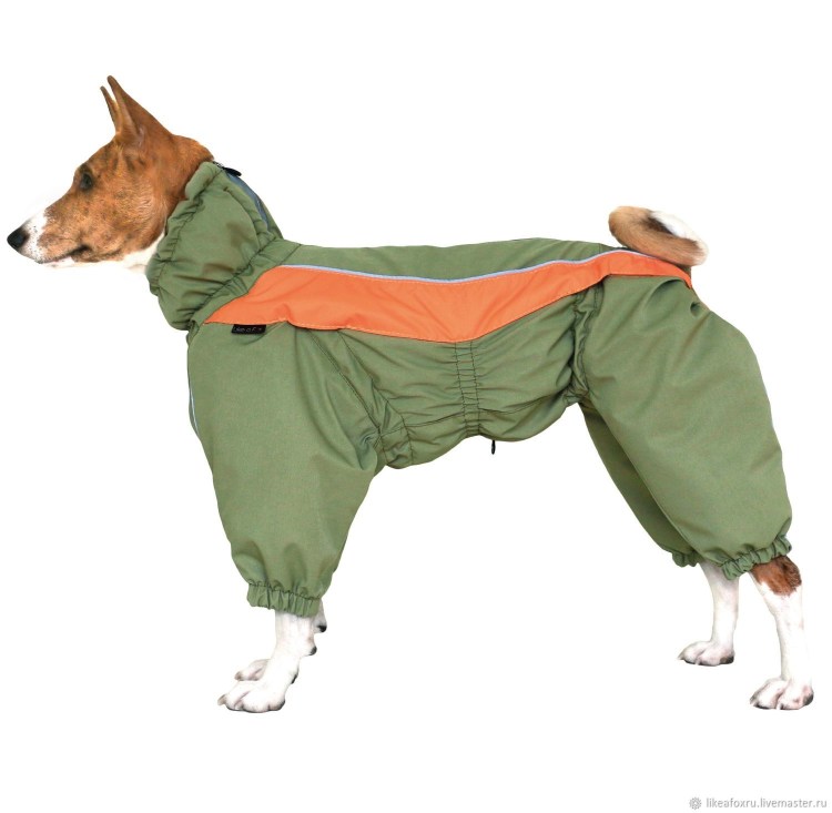 Like a Fox одежда для басенджи