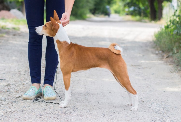 Одежда для басенджи