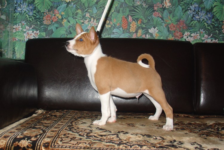 Басенджи карликовый
