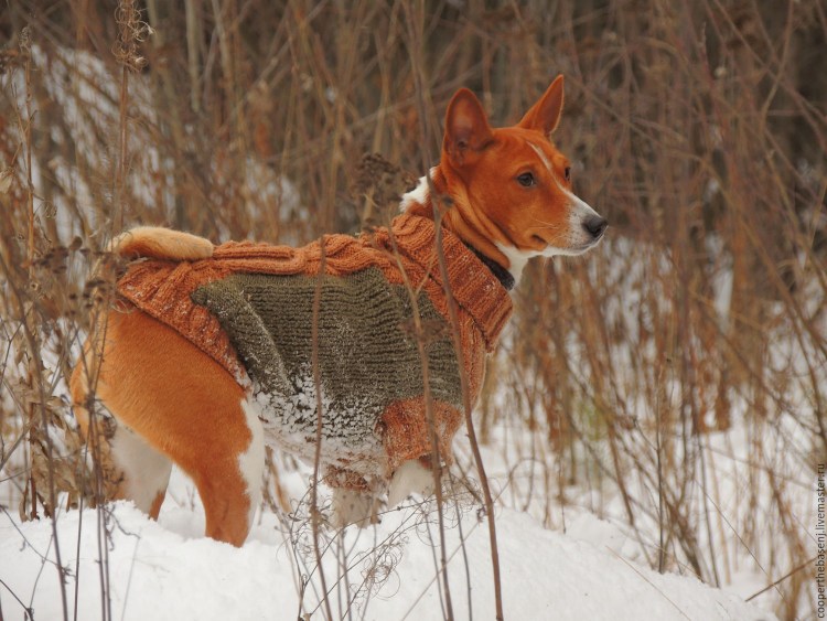 Брюки для собак