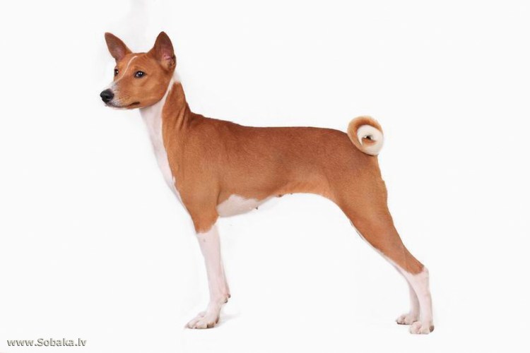 Теплый жилет для собак басенджи кобель