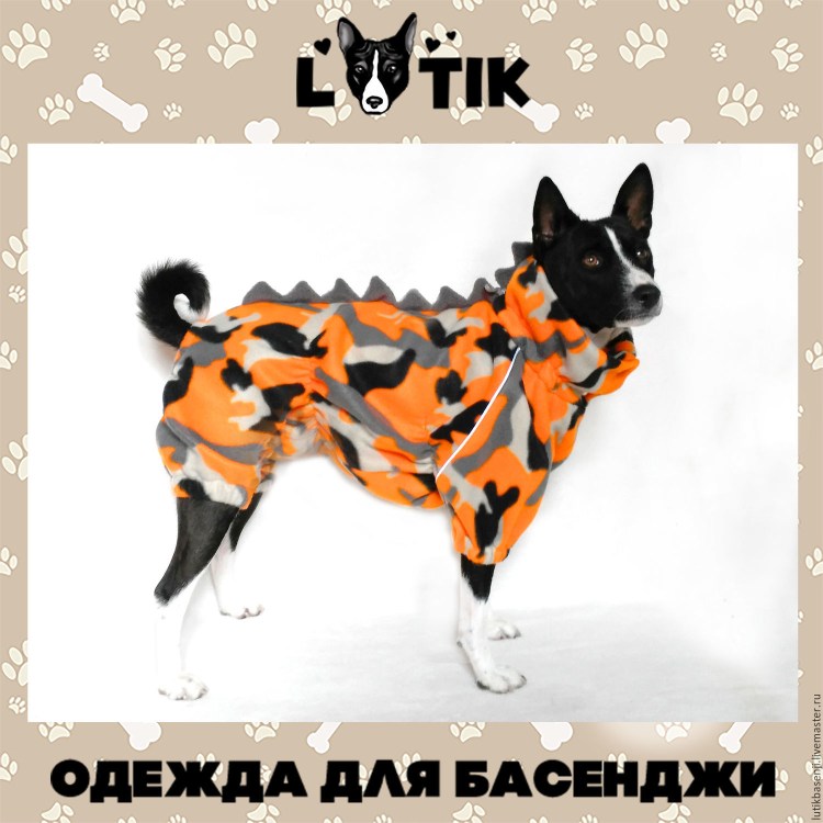 Басенджи альбинос