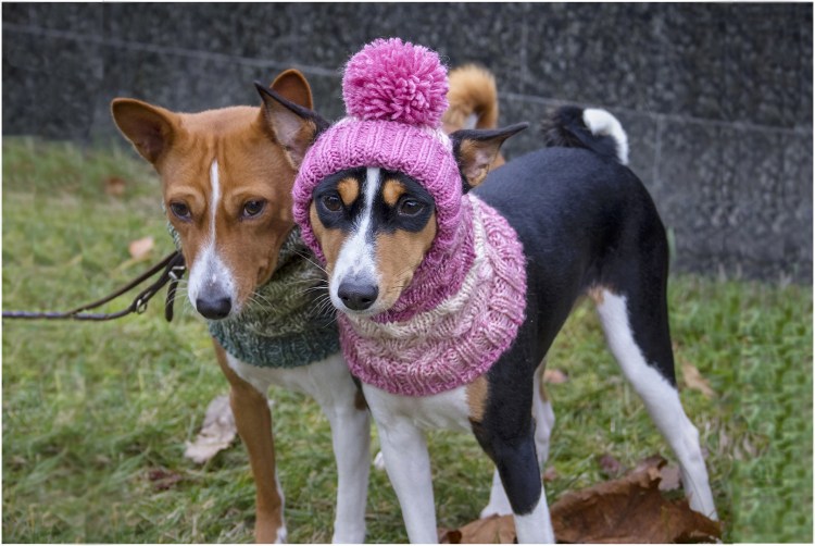 Одежда для басенджи