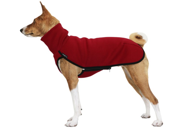 Басенджи поет