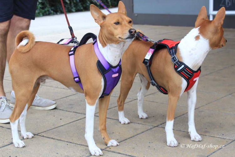 Ошейник для басенджи