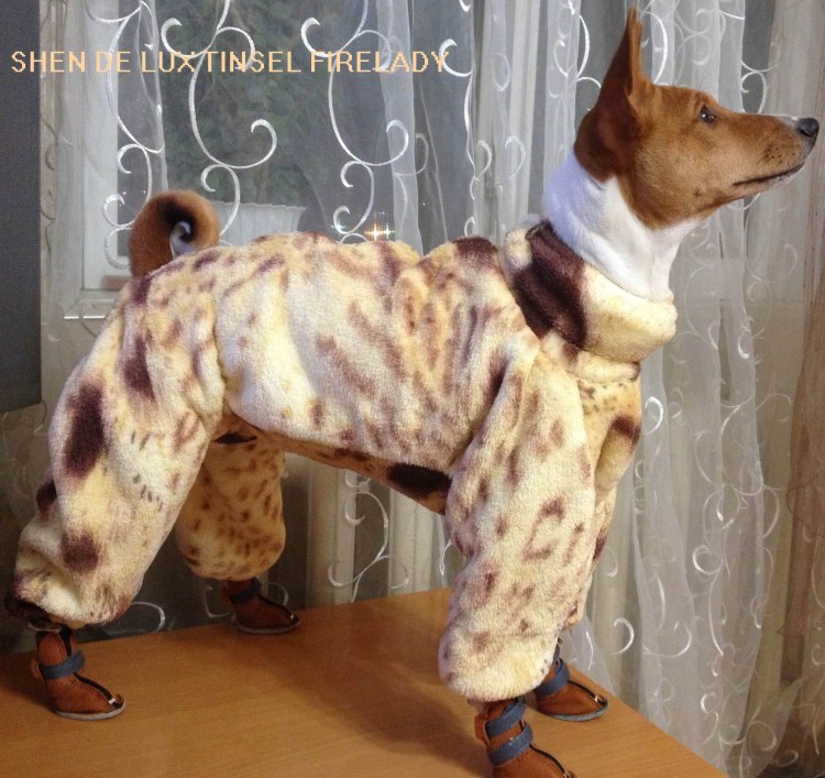 Открытка с собакой басенджи