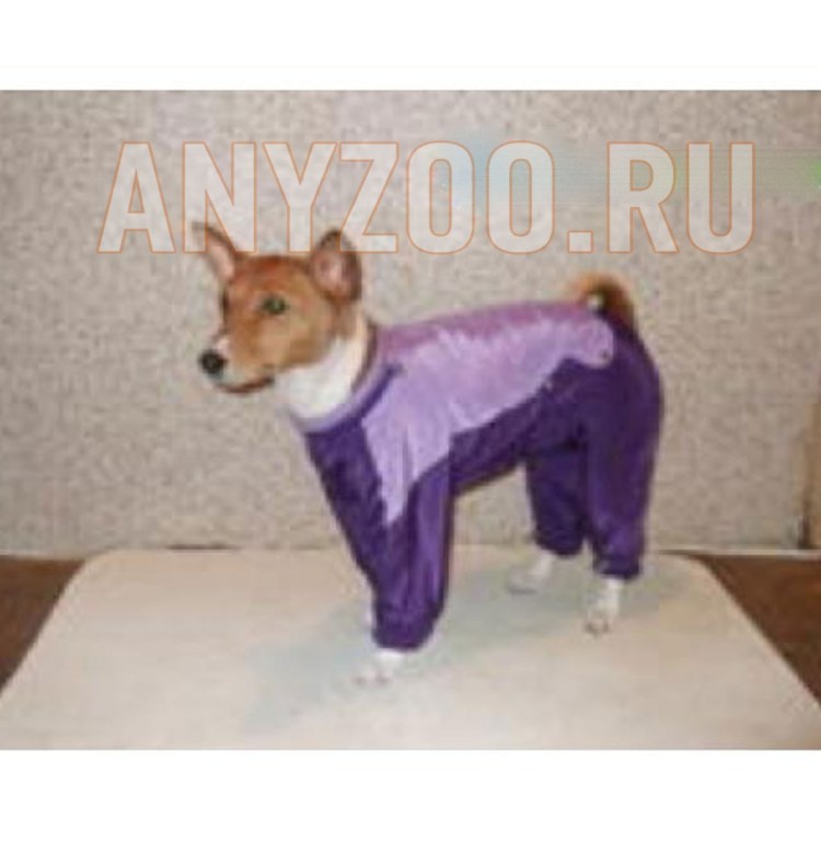 Порода собак басенджи рост