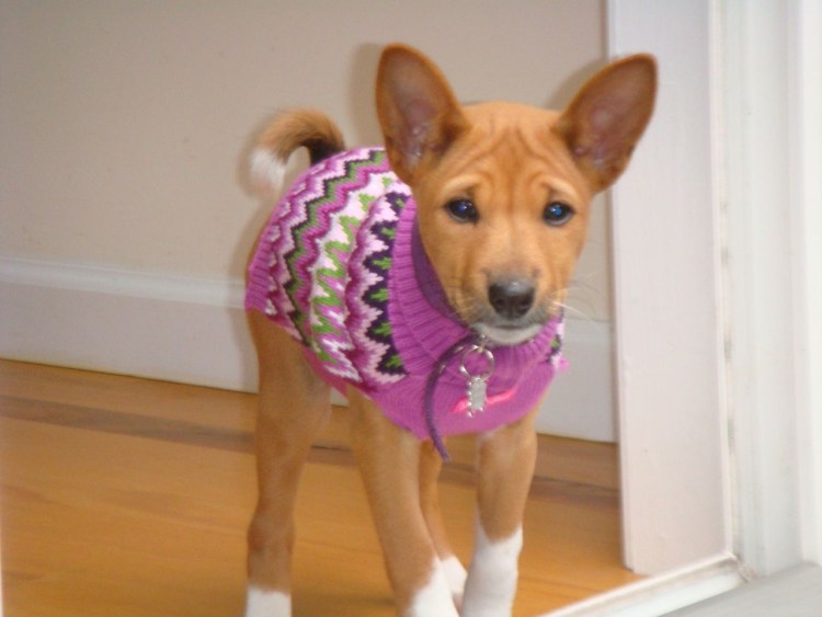 Басенджи могут жить на улице зимой