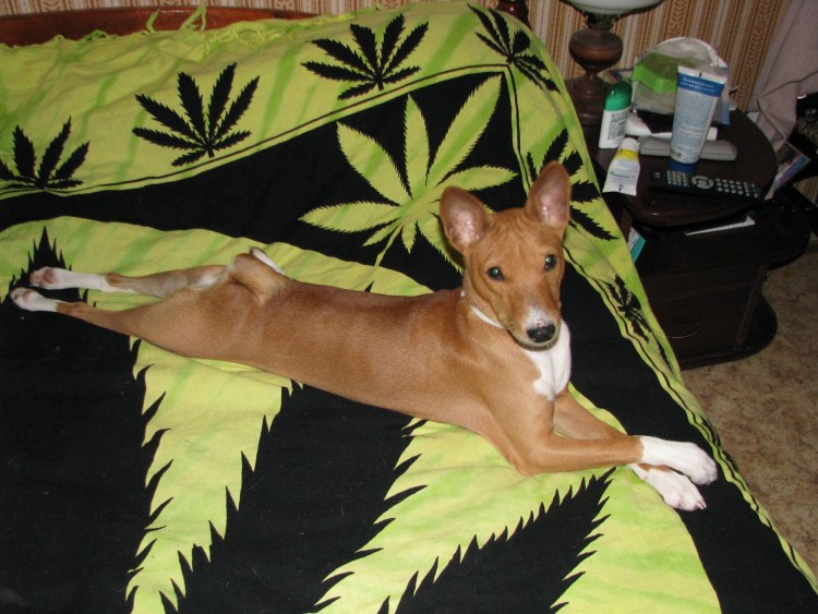 Басенджи в центральной Африке