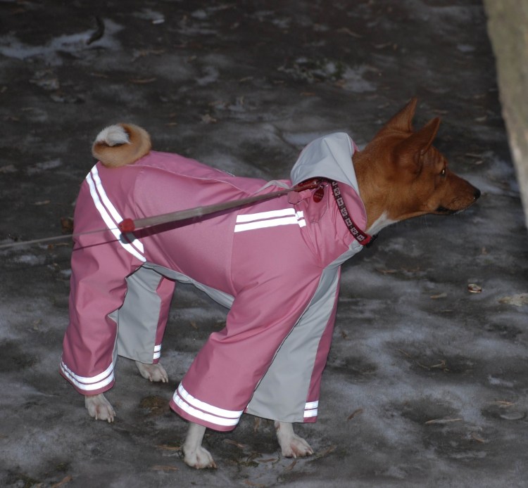 Лайк Фокс одежда для басенджи