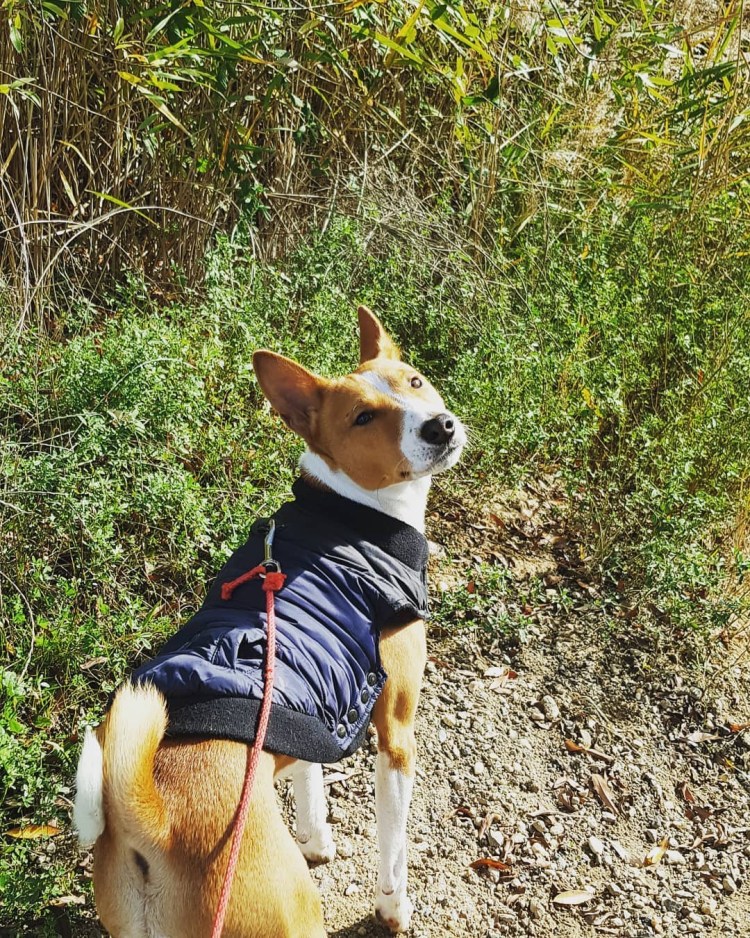 Басенджи порода собак Пария