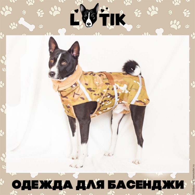 Басадже собака