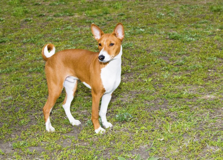 Кофта для басенджи