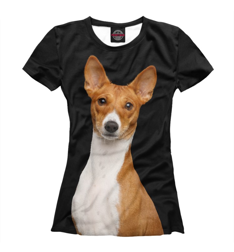 Басенджи на белом фоне