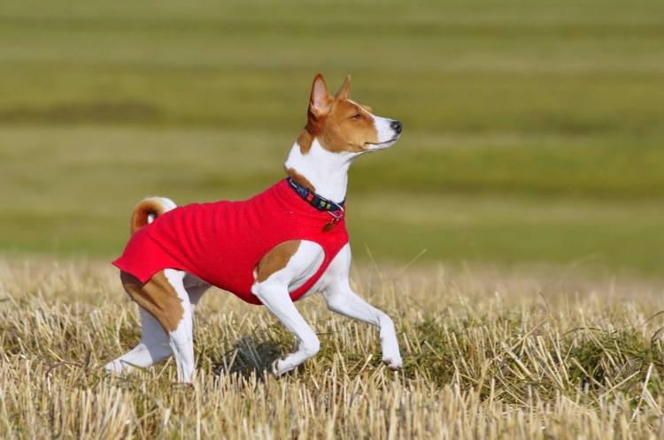 Игрушка Ханса басенджи