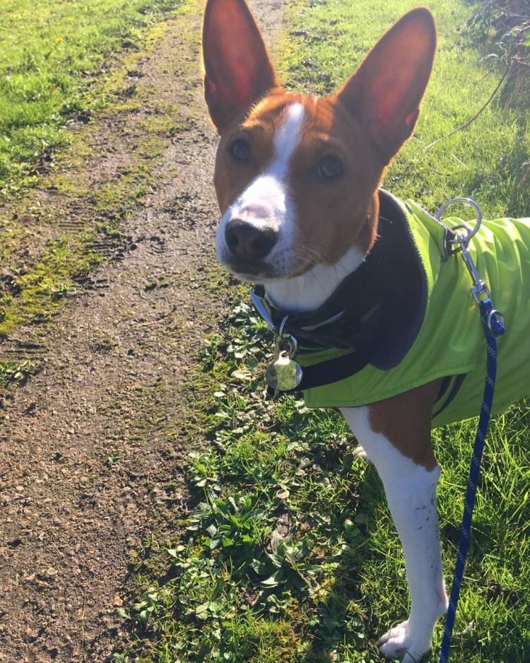 Выкройки одежды для басенджи