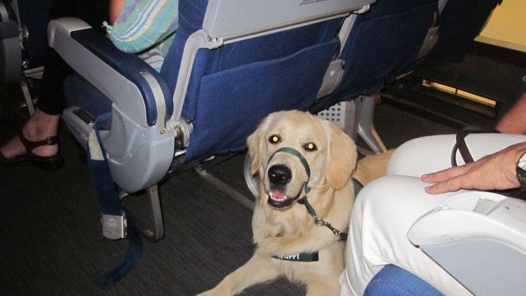 Собака в самолете