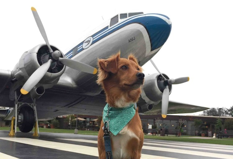 Собака в самолете