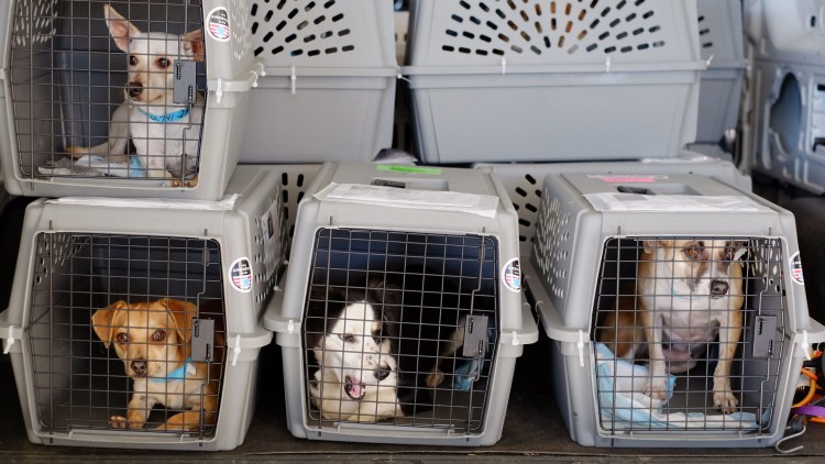 Перевозка животных в самолете